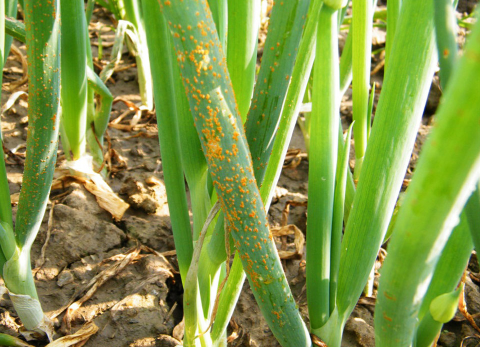 大蔥病害解決方案